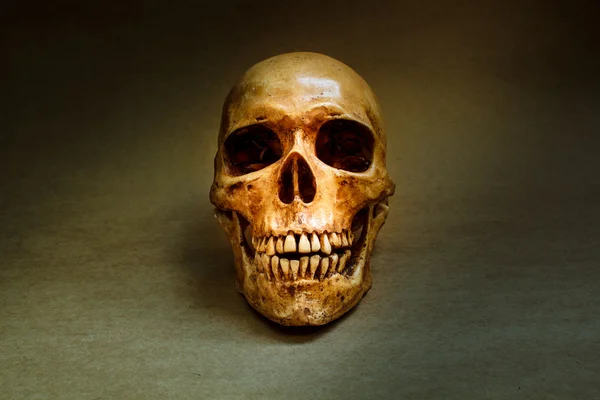 Human skull. — Stock Photo, Image