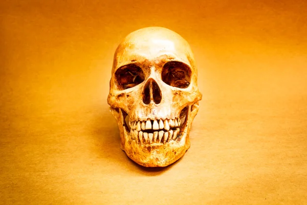 Human skull. — Stock Photo, Image