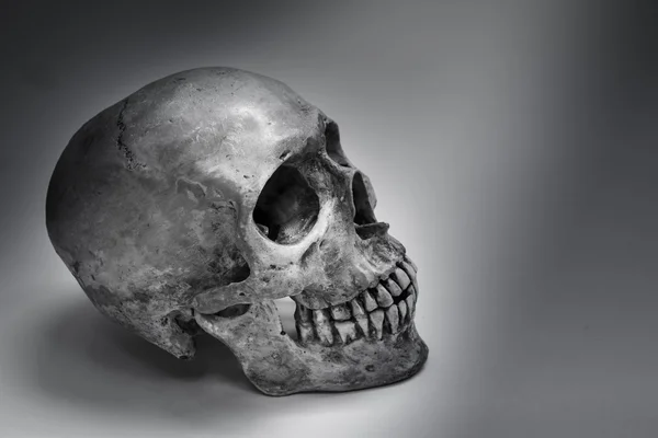 Human skull. — Stock Photo, Image