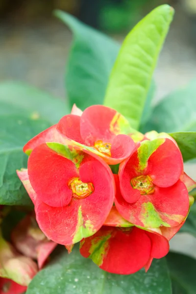 Krona av törnen blommor. — Stockfoto