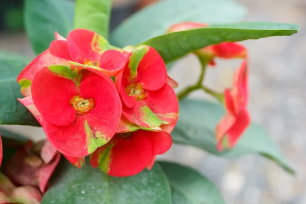 Kroon van doornen bloemen. — Stockfoto