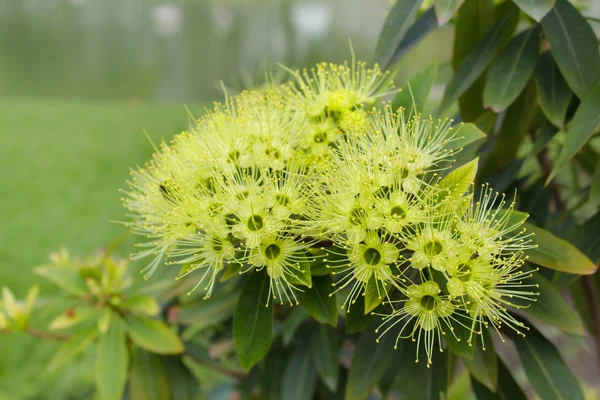 Zlaté penda květina (xanthostemon chrysanthus). — Stock fotografie