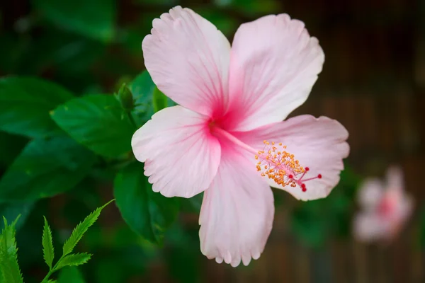 Hibiscus rose . — Photo