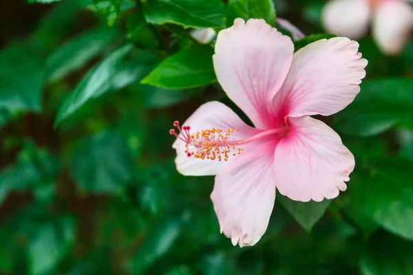 Roze hibiscus. — Stockfoto