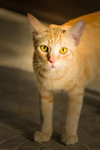 Gato tailandés . — Foto de Stock