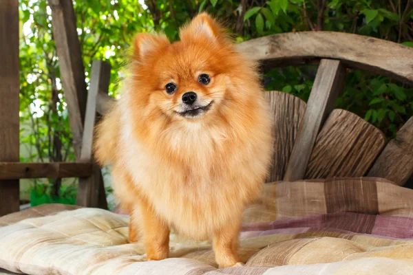 Cão da Pomerânia . — Fotografia de Stock