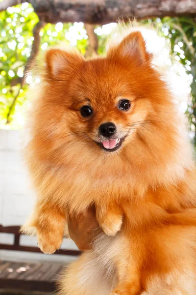 Pomeranian 개. — 스톡 사진