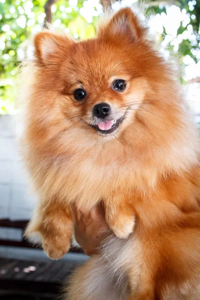 Pomeranian 개. — 스톡 사진