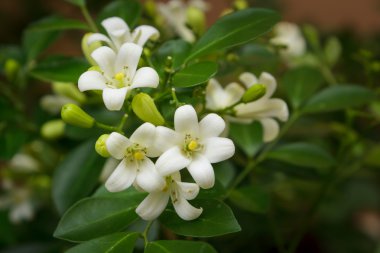Orange Jessamine flowers.