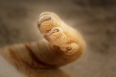 Cat's paws. clipart