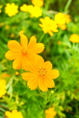 Sarı cosmos çiçek.