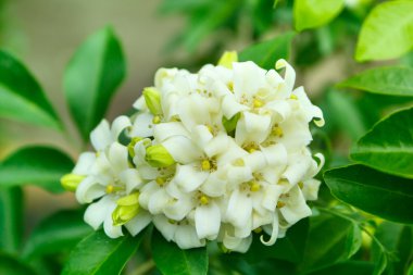 Orange Jessamine flowers.