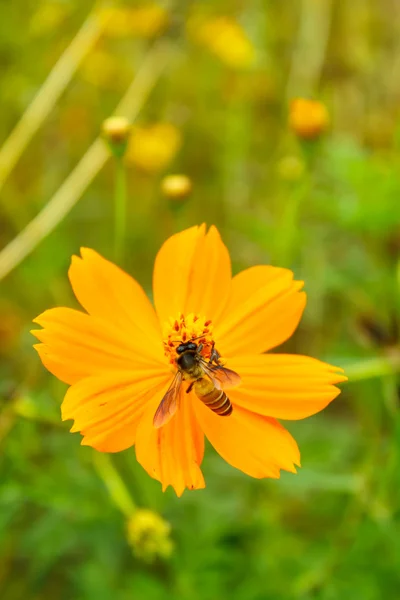 Flor amarilla Cosmos . —  Fotos de Stock