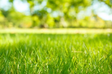 Bulanık doğal ve açık arkaplan.