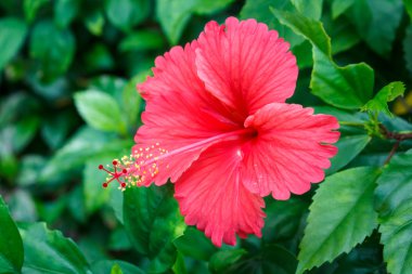 Kırmızı ebegümeci.