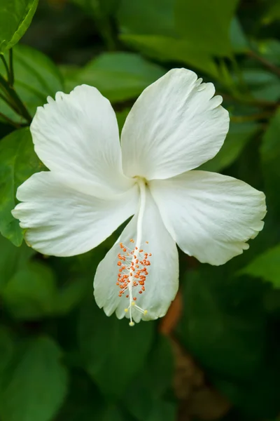 White hibiscus. — Stock Photo, Image