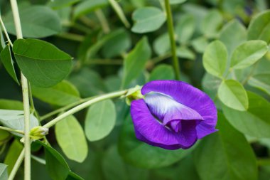Kelebek bezelye çiçeği.