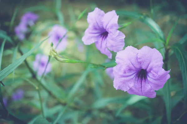 Fleurs violettes ou Ruellia tuberosa Linn, Toi ting (nom thaï) ). — Photo