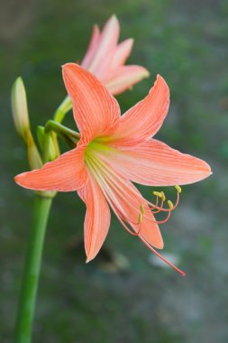 Büyük portakal çiçekleri, Hippeastrum nergis zambağı.