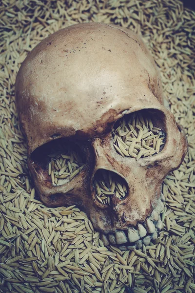 Κρανίο και το ρύζι paddy, νεκρή φύση. — Φωτογραφία Αρχείου