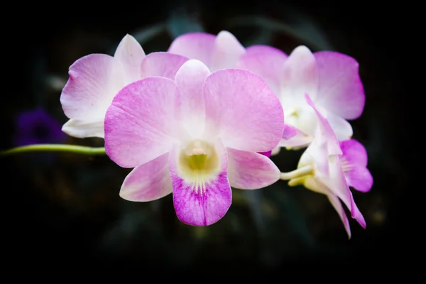 Pink orchid, Thailand. — Stockfoto