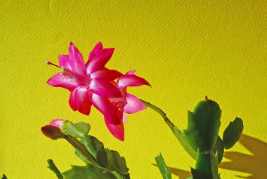 İzole edilmiş sarı arka planda kırmızı bir çiçek..