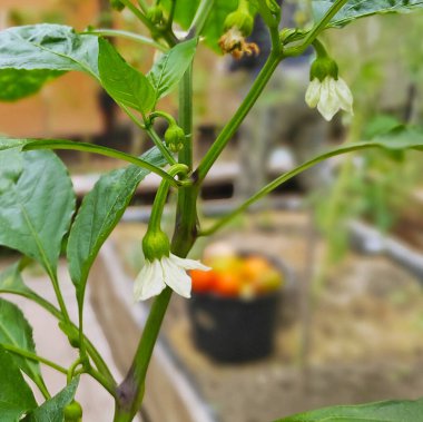 Bir serada yetişen parlak yeşil yapraklı, biber çalısı üzerinde beyaz bir çiçek..