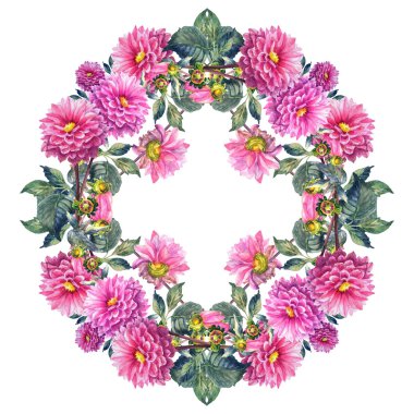 güzel pembe dahlias çiçekler