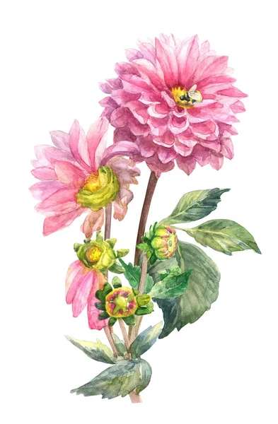pembe dahlias çiçekler
