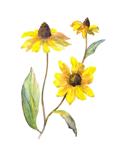 Gelbe Sommerblumen Rudbeckia — Stockfoto