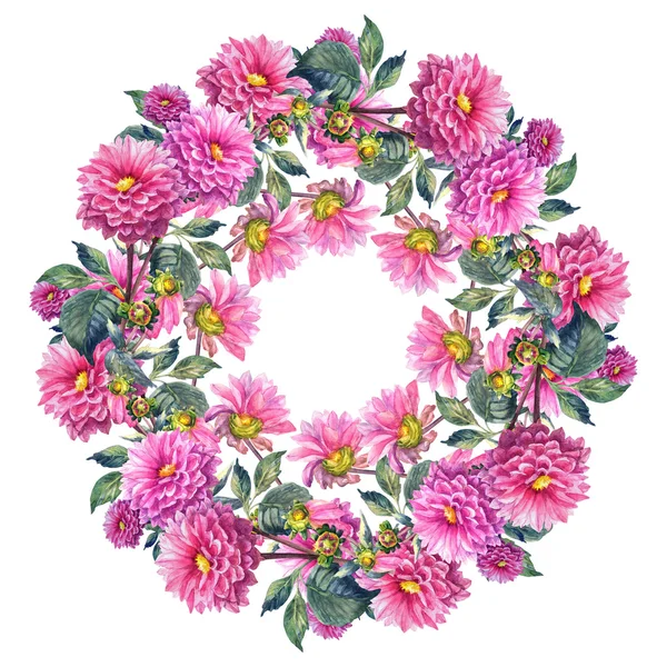 güzel pembe dahlias çiçekler