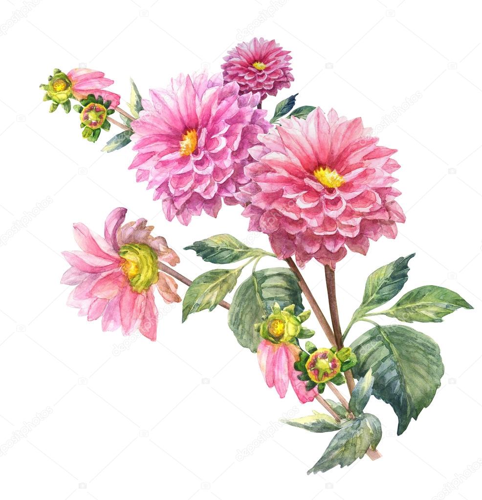 Pink Dahlias Flowers