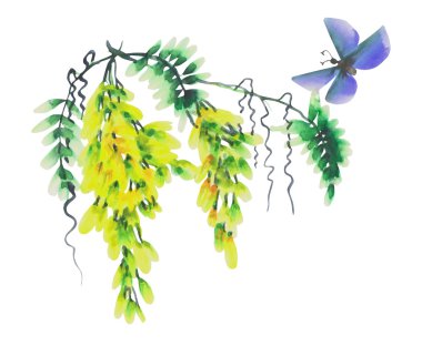 Çiçek açan wisteria şube