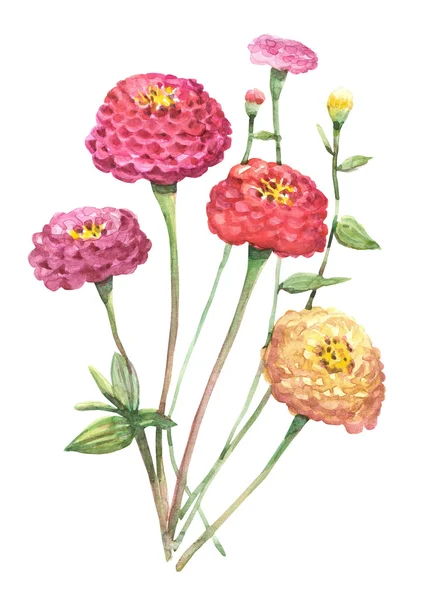 Acuarela flores brillantes de zinnia — Foto de Stock