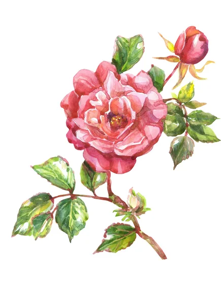 Rote Rosen Blumen — Stockfoto