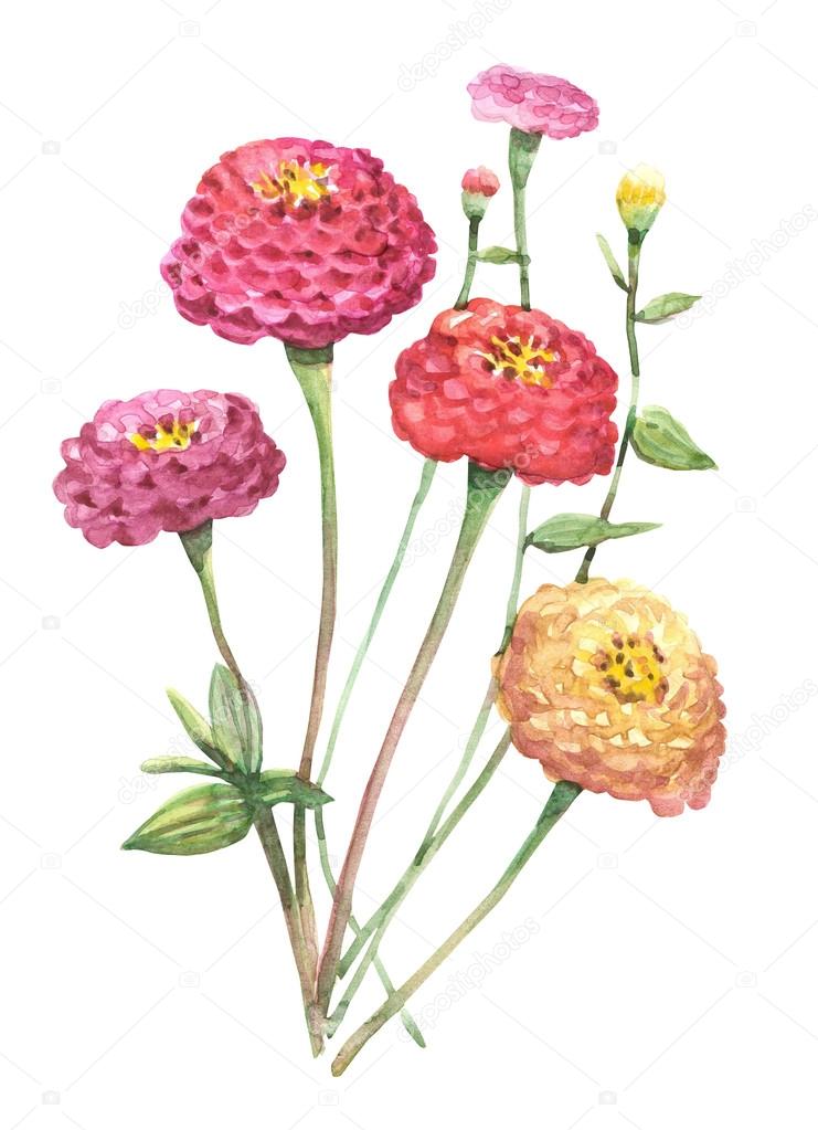 Watercolor bright flowers of zinnia