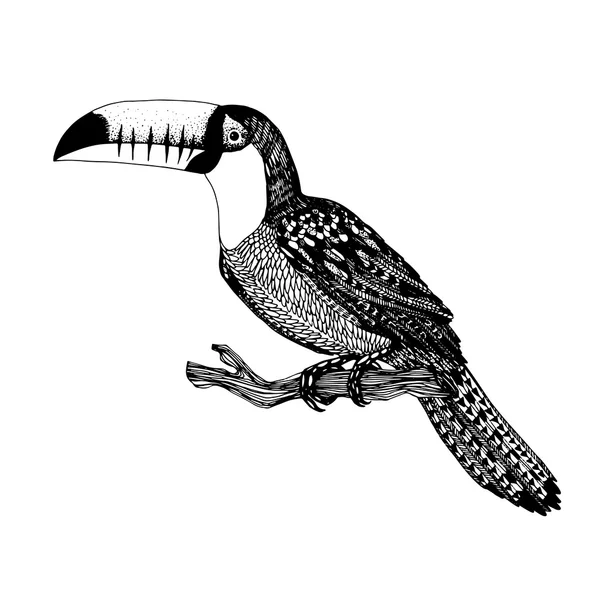 Vector hand getrokken vogel — Stockvector