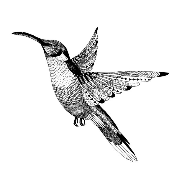 vektör el çekilmiş colibri
