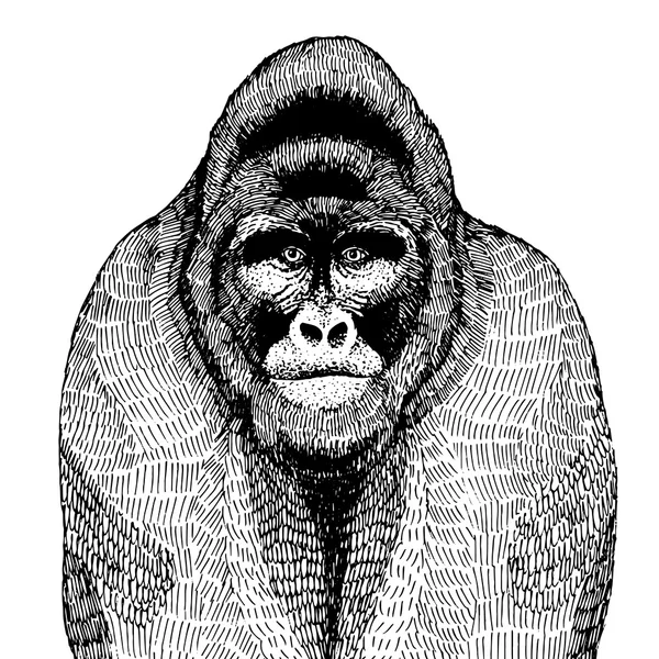 Illustrazione vettoriale disegnata a mano con un gorilla — Vettoriale Stock