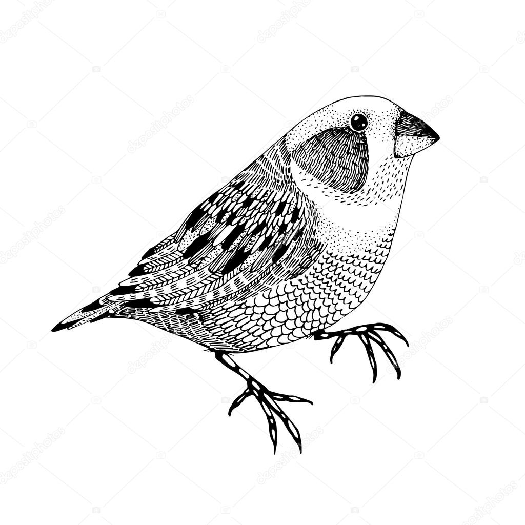 vector abstract hand drawn small bird