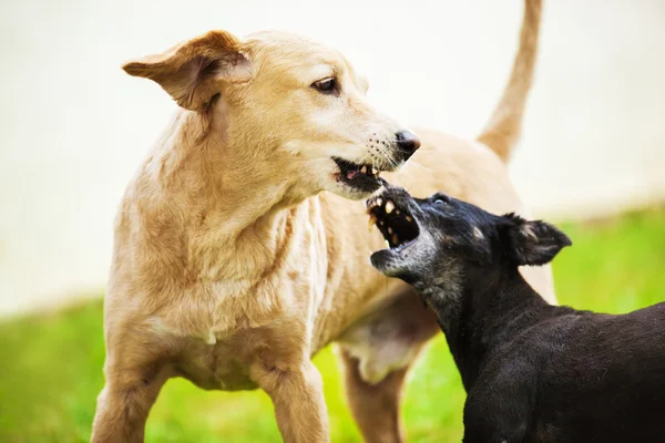 Perros jugando fuera — Foto de Stock