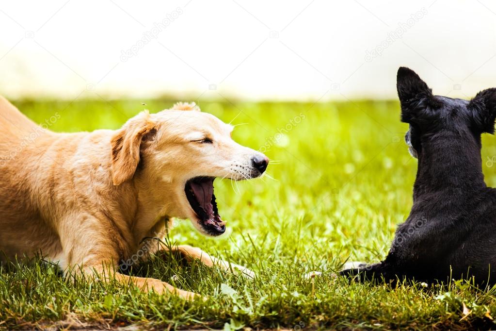 Dogs playing outside — Stock Photo © grki 119895332