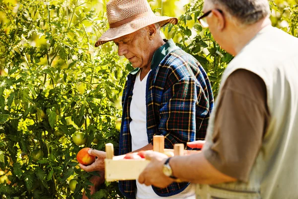 Tomate a apanhar — Fotografia de Stock