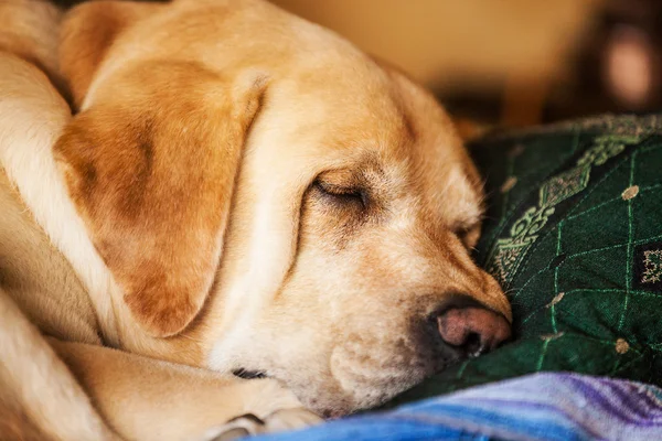 Labrador on bed — Stock Photo, Image