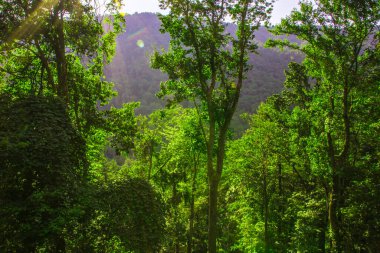 Baharda, güzel yeşil manzaralı dağ ormanları boyunca güneş ışığı saçar.
