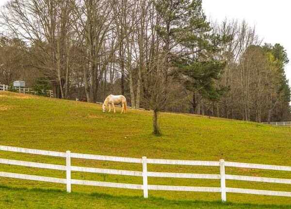 Piękny Koń Zielonym Tle Pola — Zdjęcie stockowe
