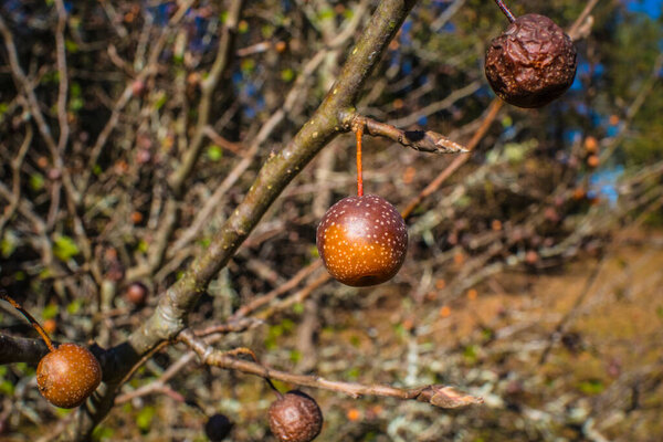 Fall foliage in the south a brown nut on a tree isolated by itself and blurry background