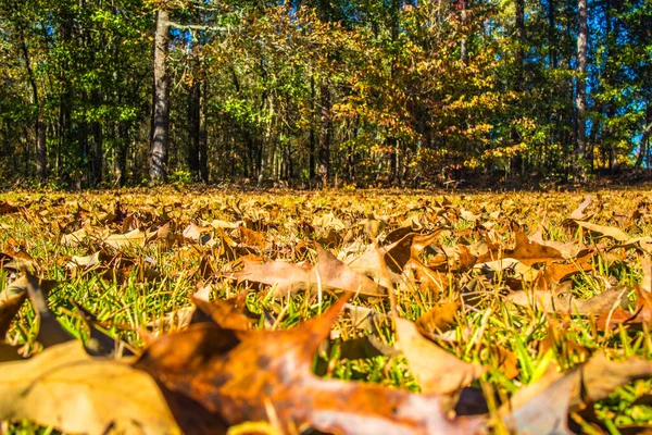 Fogliame Caduta Nel Sud Foglie Terra — Foto Stock