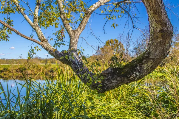 Sonbaharda Nehrin Kenarında Eğri Bir Ağaç — Stok fotoğraf