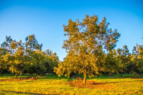 Řady Pekanových Stromů Pecan Tree Orchard Jižním Podzimu — Stock fotografie
